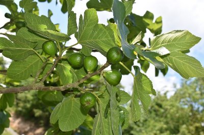 Καταβλήθηκαν αποζημιώσεις σε συκοπαραγωγούς της Βόρειας Εύβοιας