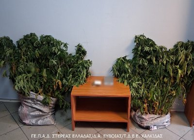 Συνελήφθη χασισοκαλλιεργητής στην Βόρεια Εύβοια